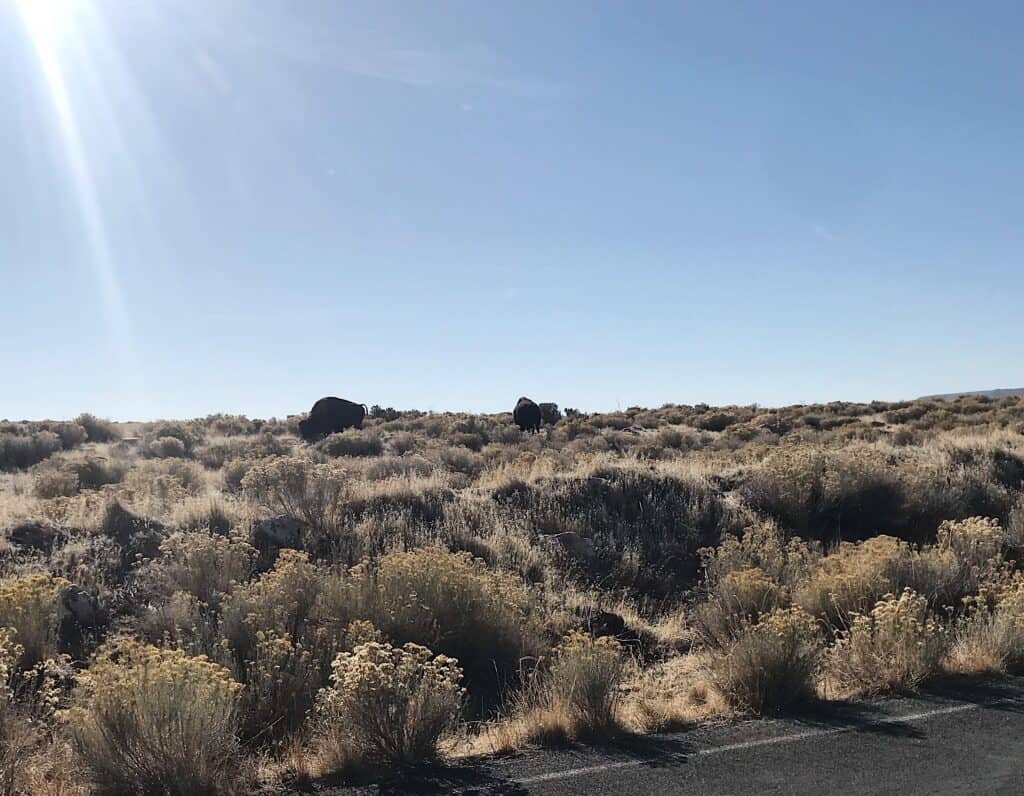 buffalo at Antelope State Park