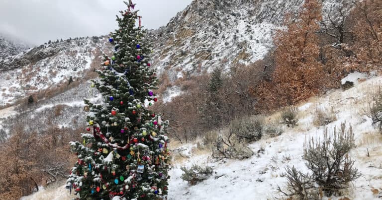 Christmas Tree Hike
