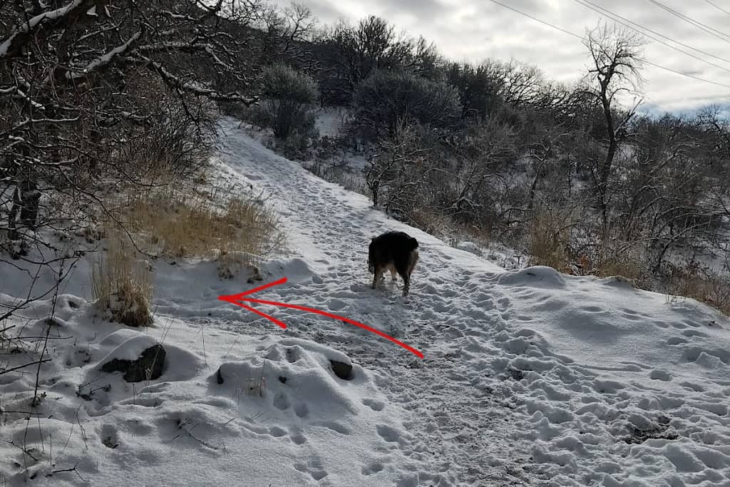 Christmas Tree Hike