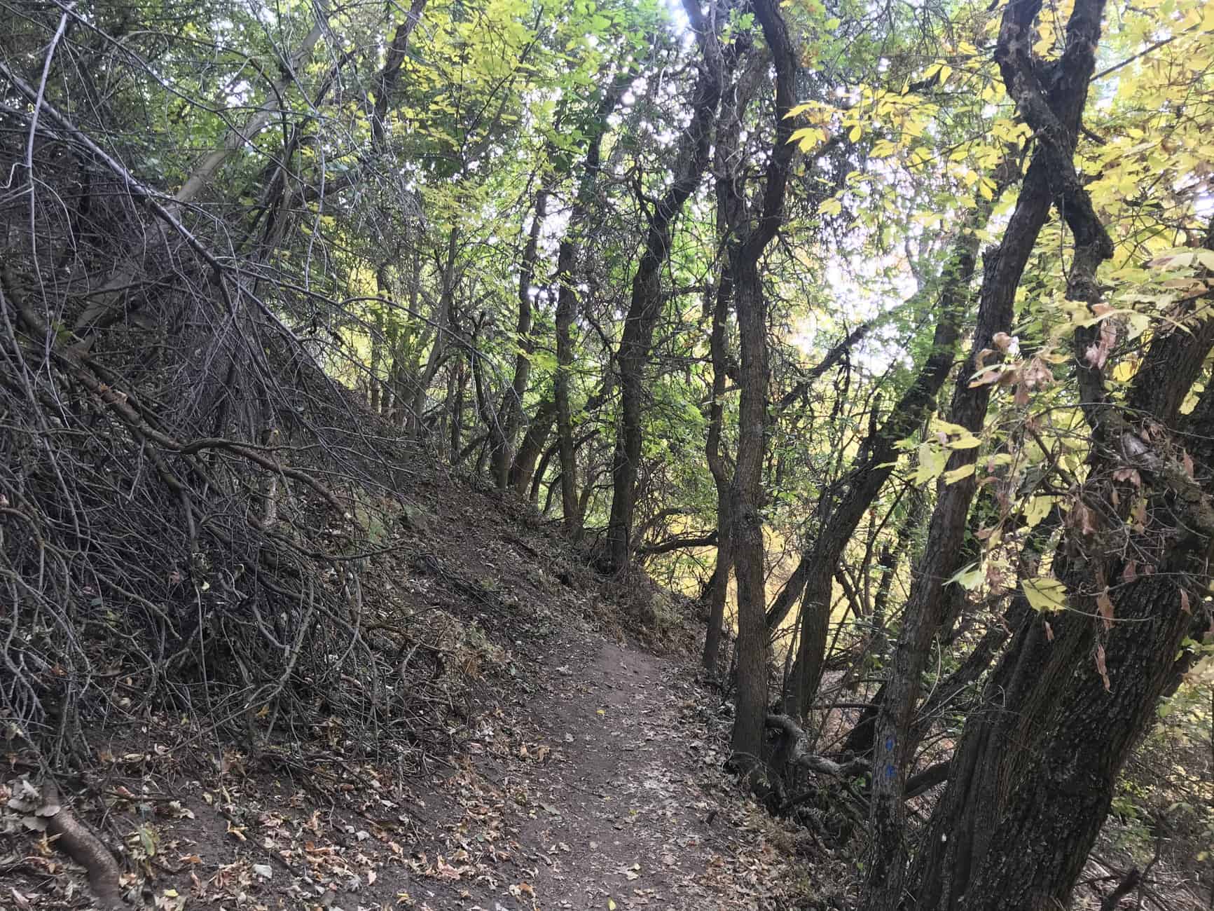 Trail at Beus Pond