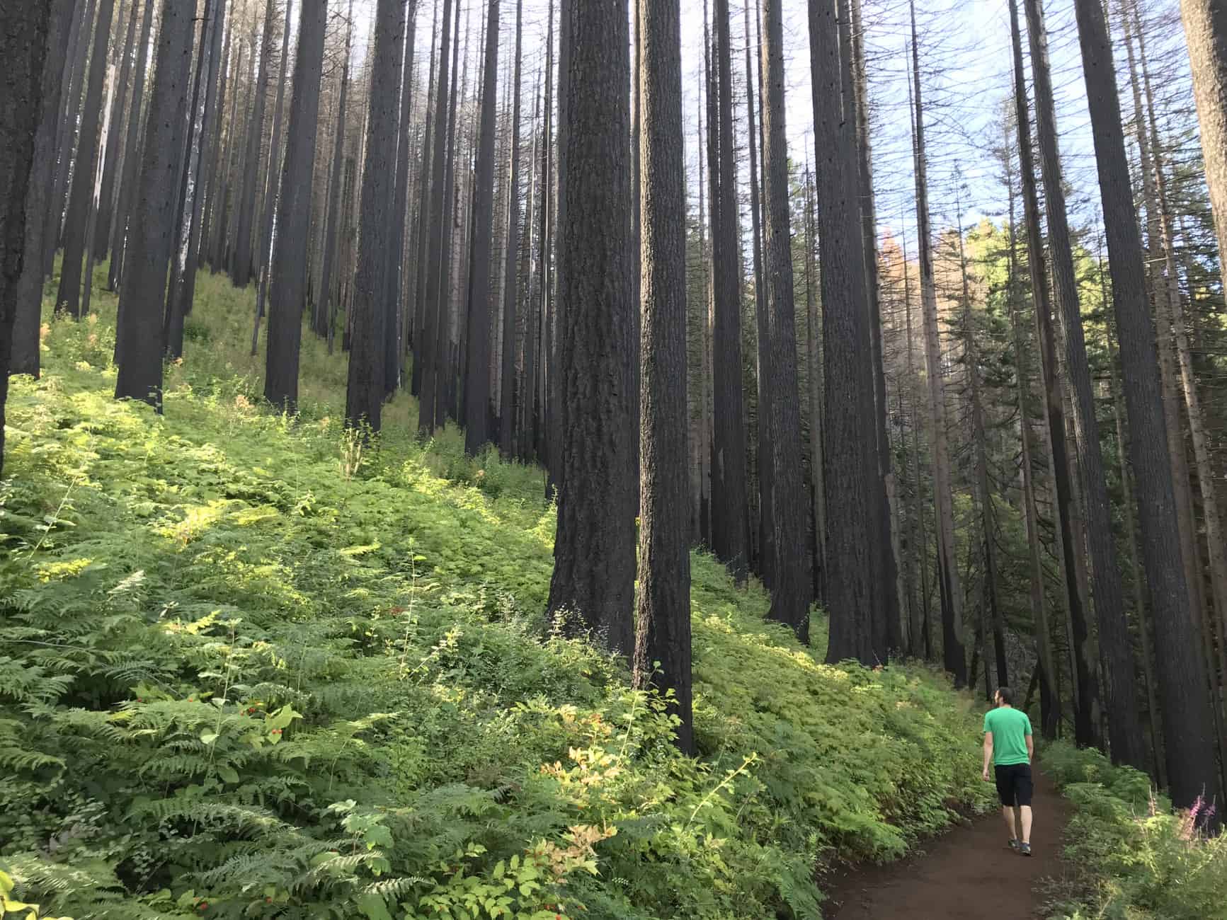 man walking in burnt forest