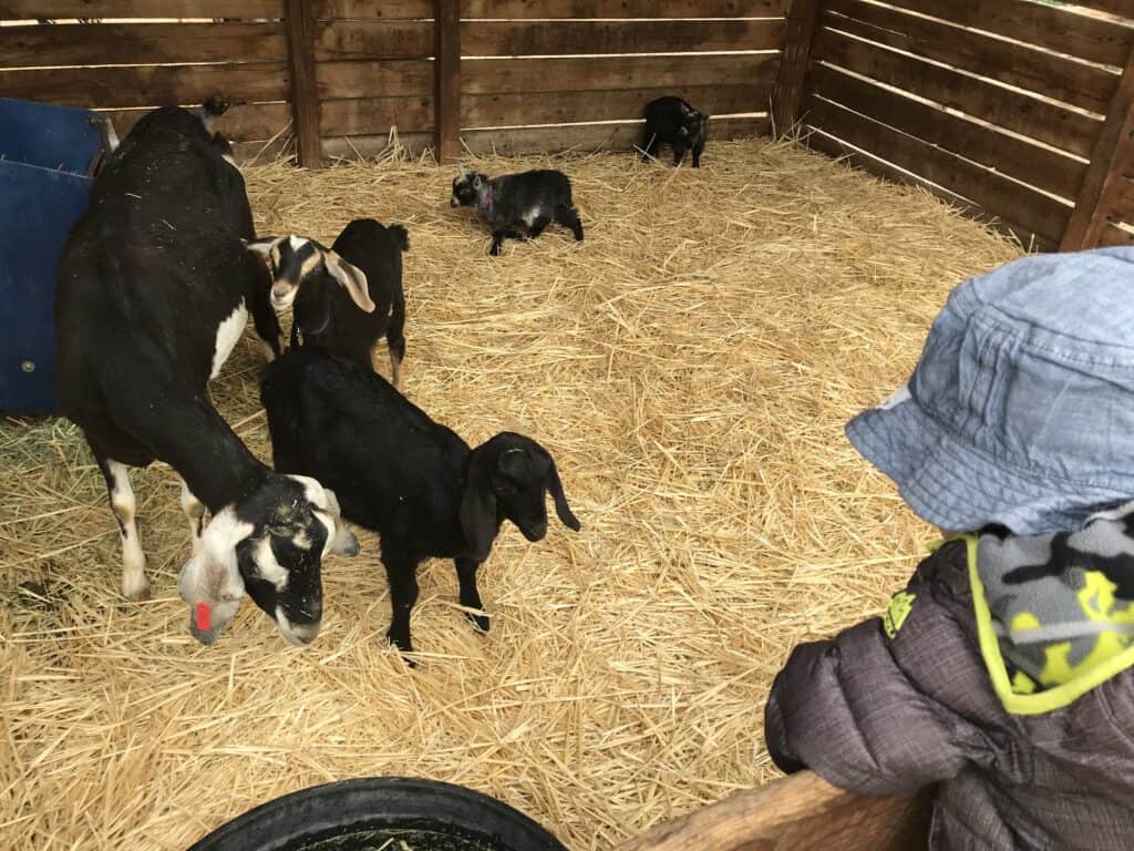 baby animal days Wellsville Utah