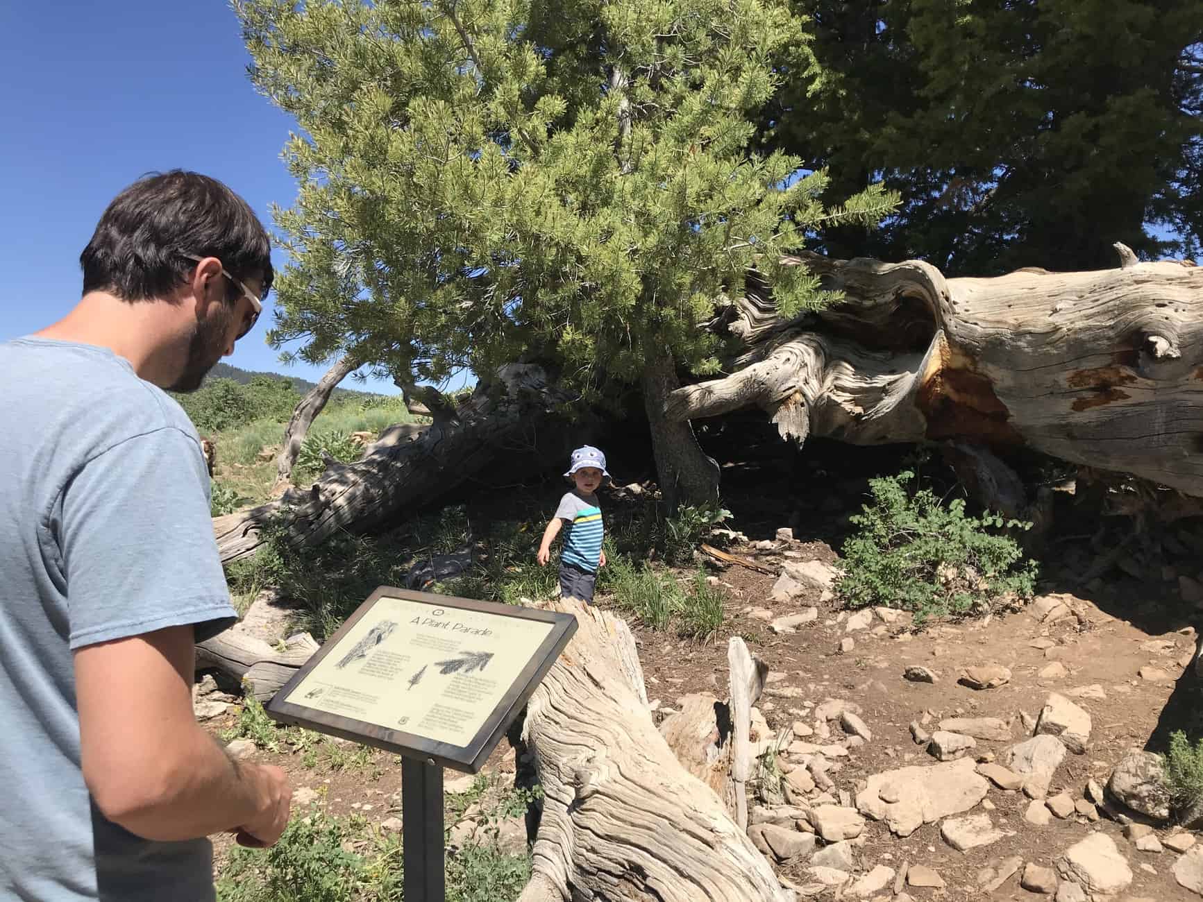 nature sign on Limber Pine Trail, Utah