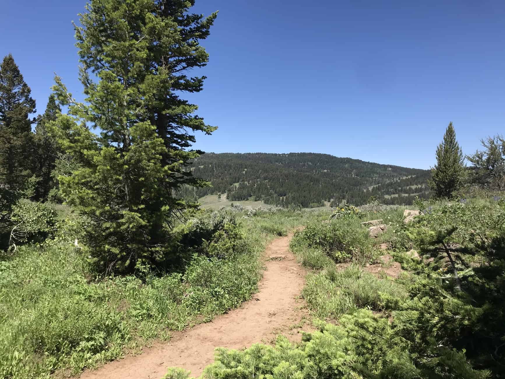 exposed portion of Limber Pine Trail