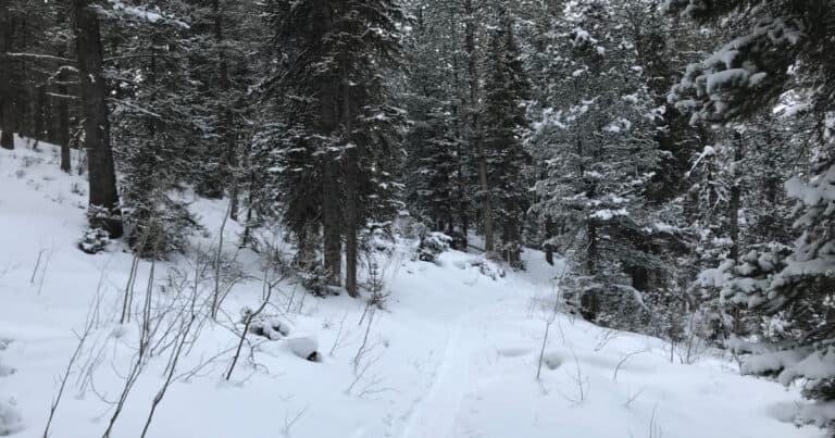 Limber Pine Trail