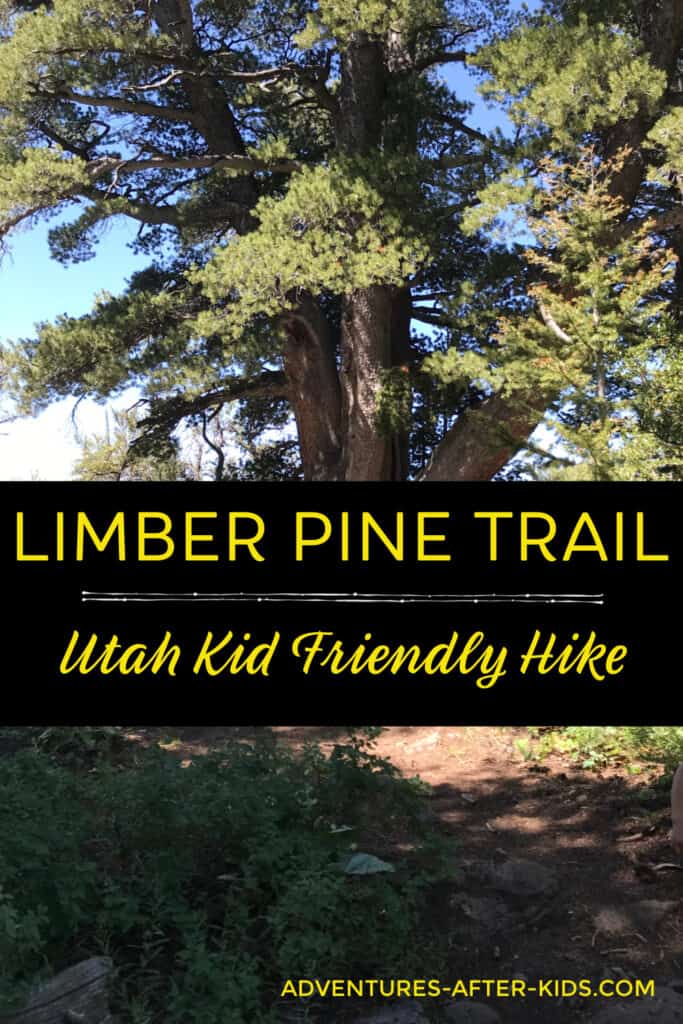 Limber Pine Trail Hike, Utah