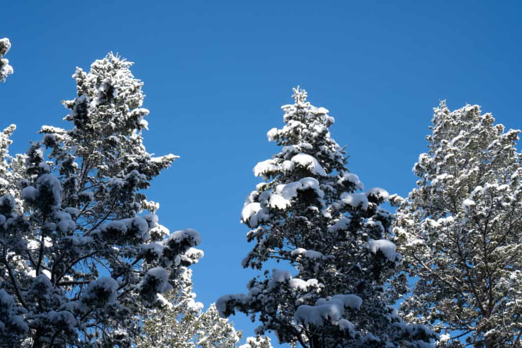 trees with snow on them