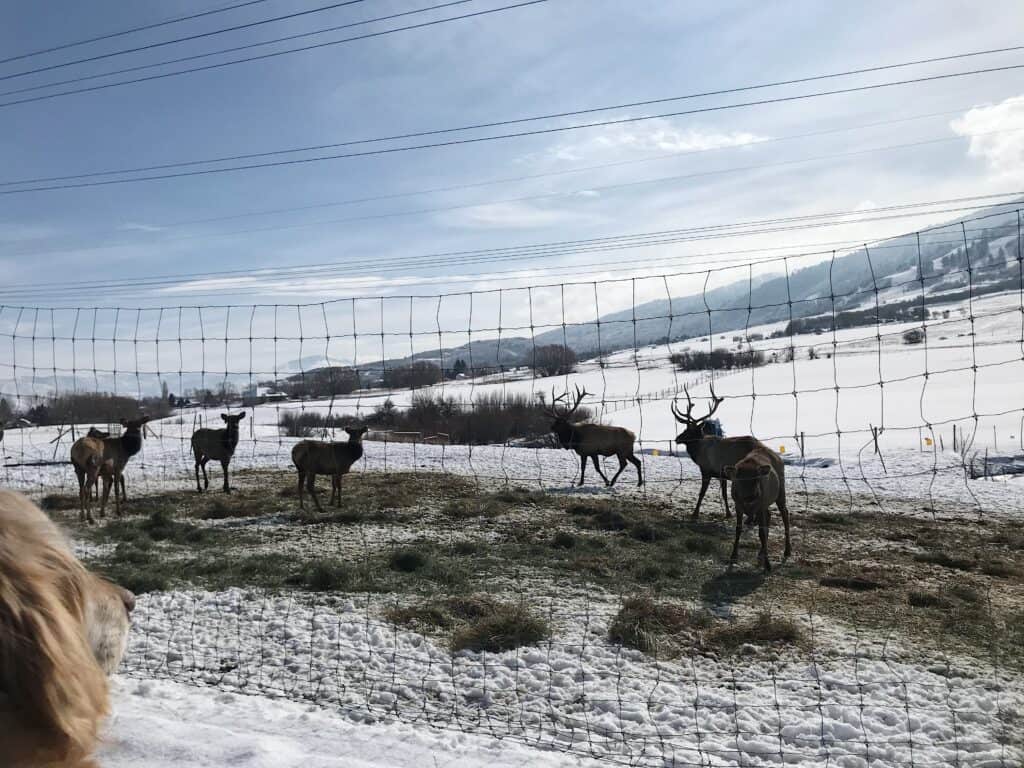 elk herd