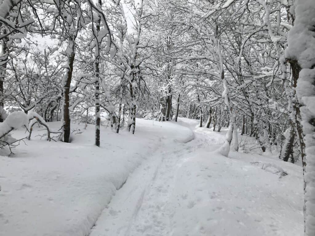 snowy trail