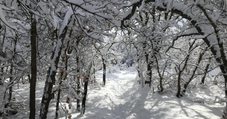 Ogden Nordic - Weber County North Fork Park
