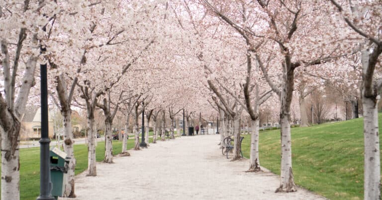 Utah State Capitol Cherry Blossoms
