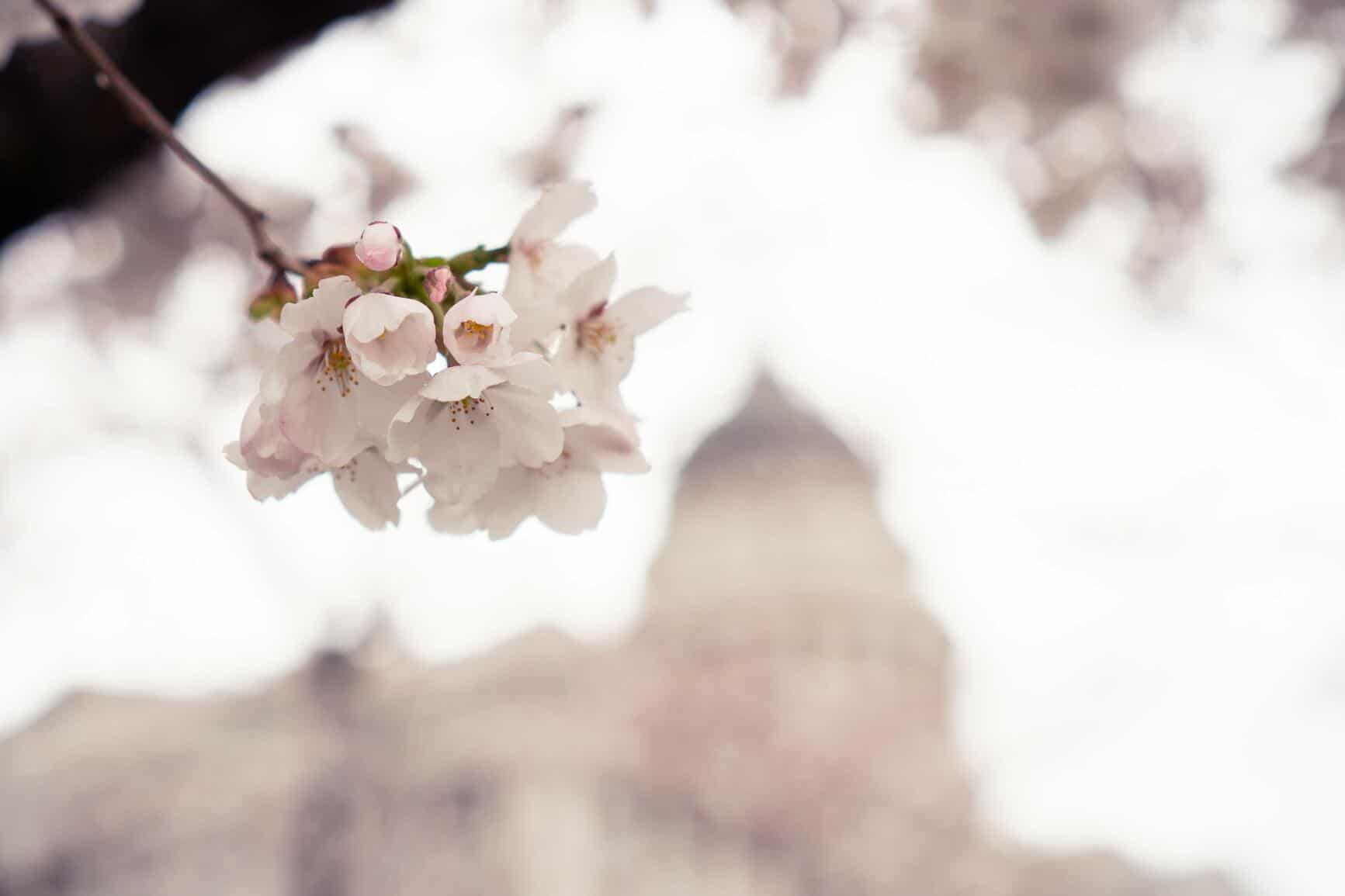 cherry blossom with utah state capitol in background