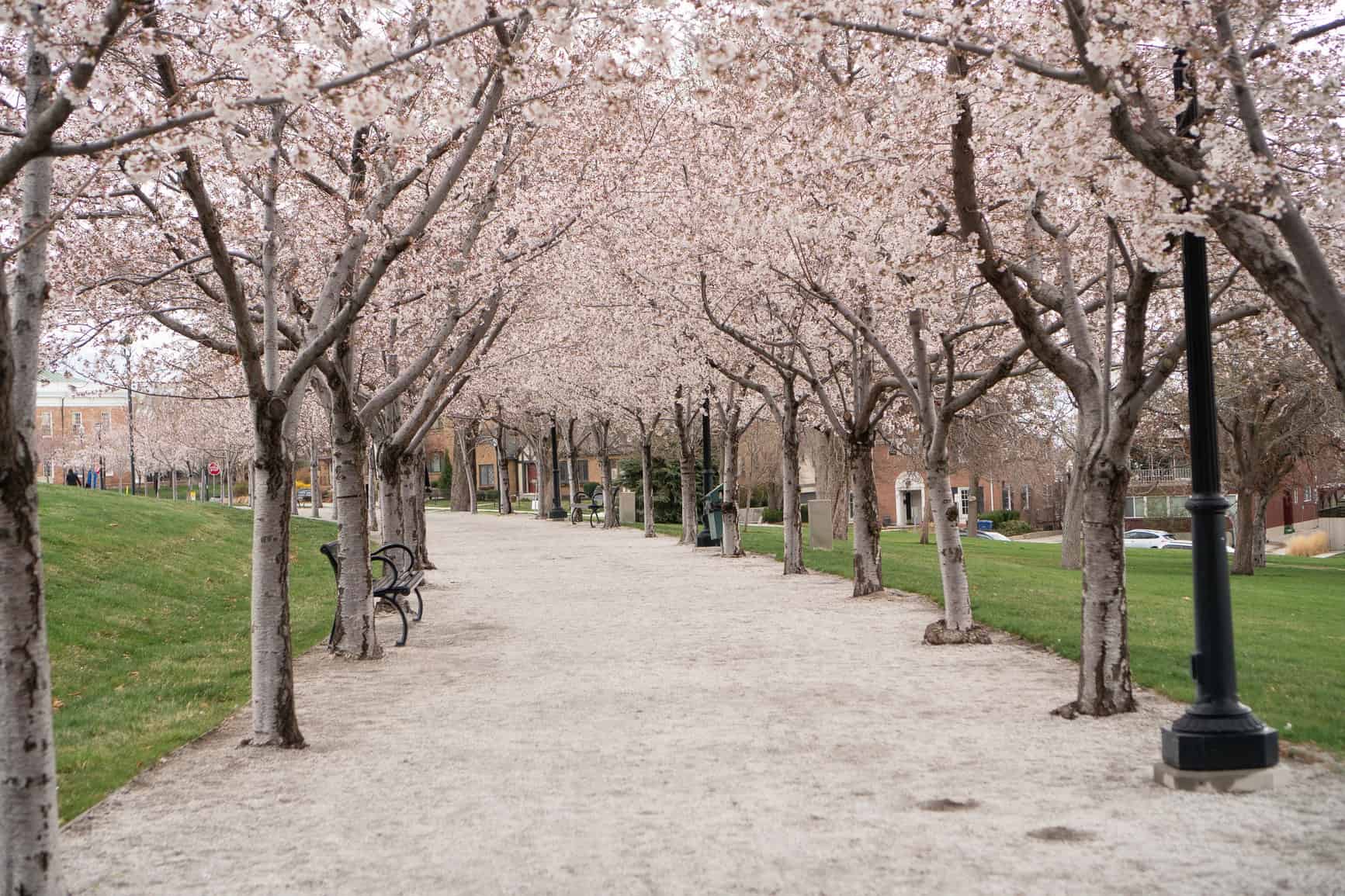 cherry blossoms at Utah State Capitol