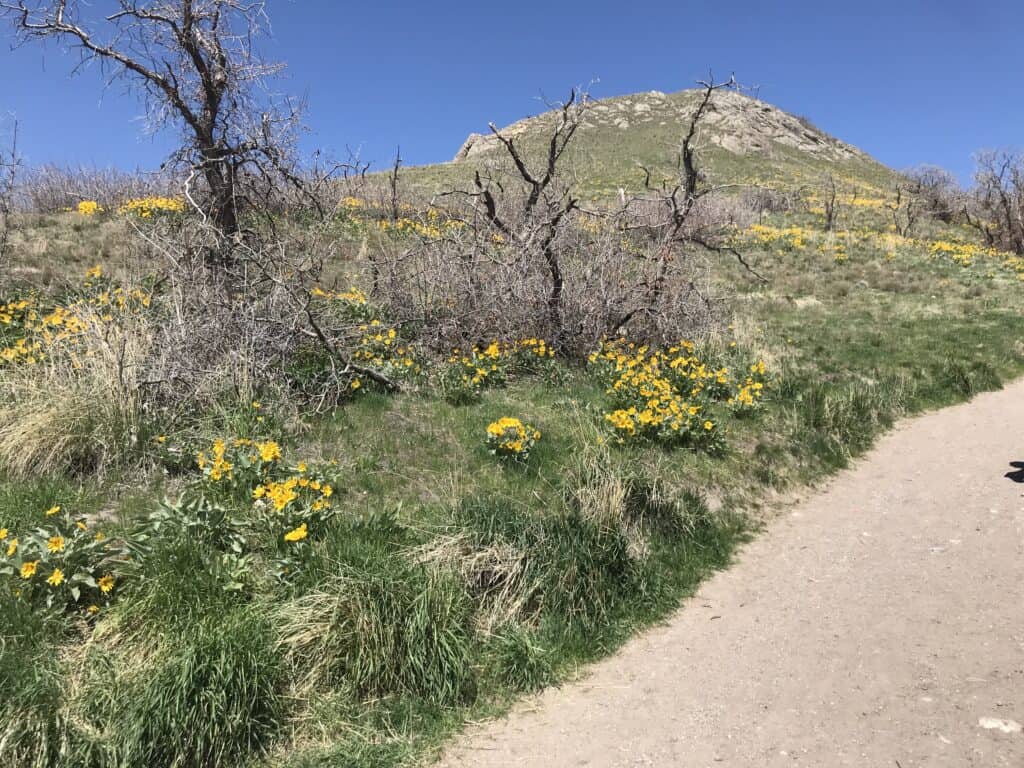 Ensign Peak Trail