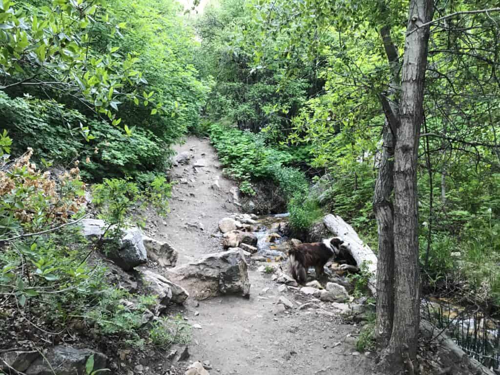 dog on waterfall canyon trail