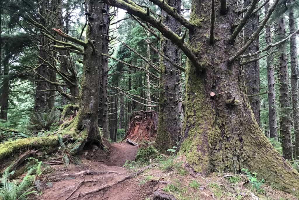 Hiking guide to Ecola Point to Indian Beach Trail